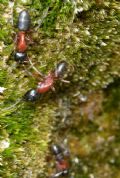 Camponotus ligniperda (cfr.)